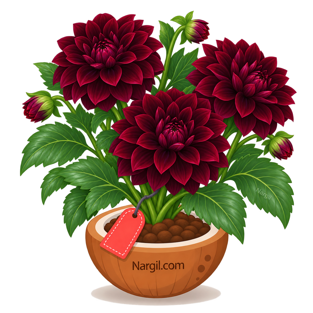 Nargil_Dahlia Arabian Night